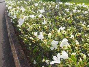 5月の花④HP用.JPG