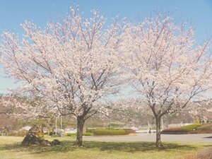 ４月の花①HP用.JPG