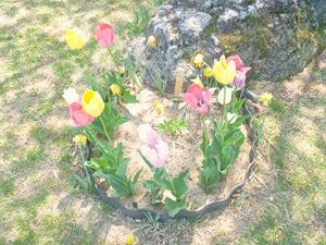 ４月の花③HP用.JPG