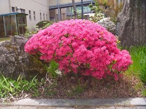 5月の花①HP用.JPG