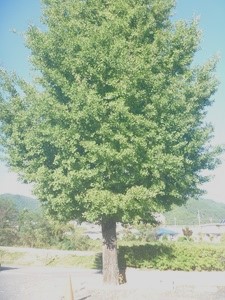 秋の訪れ③縮小.jpg