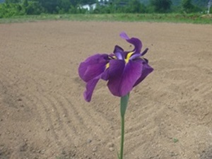 花菖蒲２－③縮小.jpg