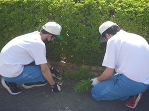 草取り①縮小.jpg